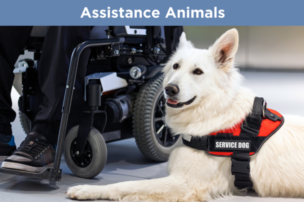 Fair Housing Assistance Animals